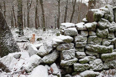 drystone wall - Mixed breed Golden Retriever-Poodle cross in winter forest, Kent Stock Photo - Premium Royalty-Free, Code: 693-03644087