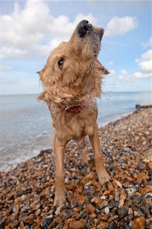 Mixed-breed Golden Retriever-Poodle cross shaking wet fur on pebble beach, Herne Bay, Kent Stock Photo - Premium Royalty-Free, Code: 693-03644090