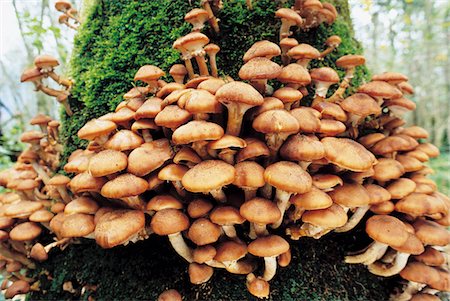 Champignons qui sortent de l'arborescence Photographie de stock - Premium Libres de Droits, Code: 693-03686698