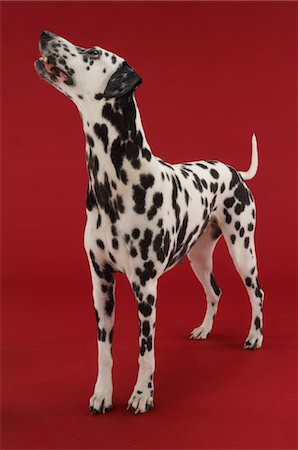 Dalmatian Dog Fotografie stock - Premium Royalty-Free, Codice: 693-03707708