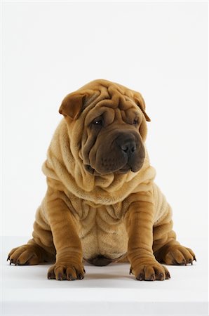 Shar-Pei Stock Photo - Premium Royalty-Free, Code: 693-03707710