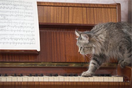 Un piano avec une feuille de musique et un chat sauter sur les touches du piano Photographie de stock - Premium Libres de Droits, Code: 693-03782910