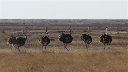 Ostrich group,Etosha,Namibia Fotografie stock - Premium Royalty-Free, Codice: 693-03783154