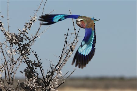 etosha national park - Rouleau à poitrine lilas, Etosha, Namibie Photographie de stock - Premium Libres de Droits, Code: 693-03783152