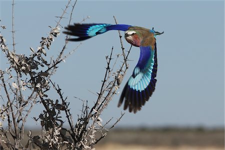 Lilac-breasted Roller,Etosha,Namibia Stock Photo - Premium Royalty-Free, Code: 693-03783152