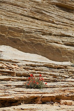 Wildflowers, Grand Staircase Escalante National Monument, Utah, USA Stock Photo - Rights-Managed, Code: 700-04003339