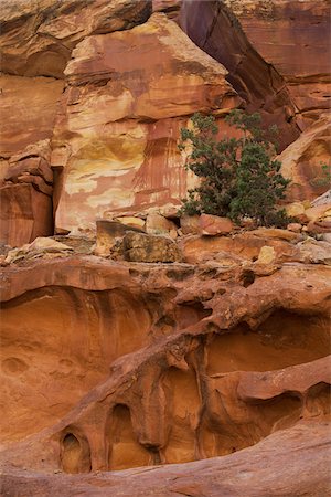 dry trees dry lands - Capitol Reef National Park, Utah, USA Stock Photo - Rights-Managed, Code: 700-04003344