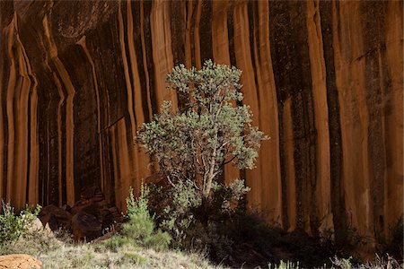 desert utah - Tree, Capitol Reef National Park, Utah, USA Stock Photo - Rights-Managed, Code: 700-04003350