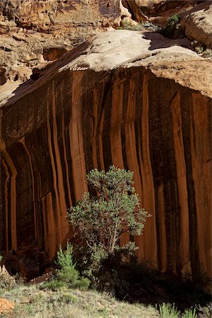 Einsamer Baum und Cliff, Capitol Reef Nationalpark, Utah, USA Stockbilder - Lizenzpflichtiges, Bildnummer: 700-04003351