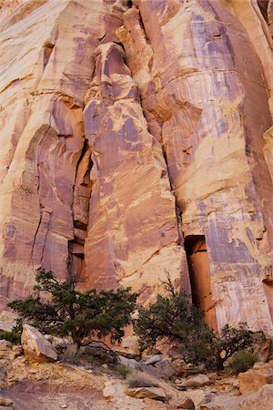 parco nazionale di capitol reef - Trees at Base of Mountain, Capitol Reef National Park, Utah, USA Fotografie stock - Rights-Managed, Codice: 700-04003352