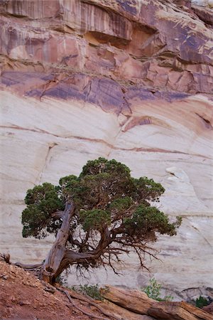 estados suroccidentales - Lone Tree, Capitol Reef National Park, Utah, USA Foto de stock - Con derechos protegidos, Código: 700-04003353