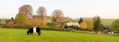 Cow in Field near Farmhouse, Cotswolds, Gloucestershire, England, United Kingdom Stock Photo - Rights-Managed, Code: 700-04424927