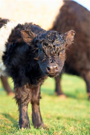 Newborn Banded Galloway Calf, Cotswolds, Gloucestershire, England, United Kingdom Foto de stock - Con derechos protegidos, Código: 700-04625237