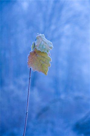 frosty ice - Frost couvert de feuilles à l'aube, vallée Turano, Province de Rieti, Latium, Italie Photographie de stock - Rights-Managed, Code: 700-04929209