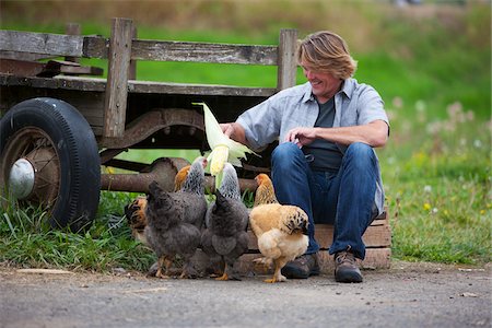 Man Feeding Chickens Foto de stock - Con derechos protegidos, Código: 700-04931665