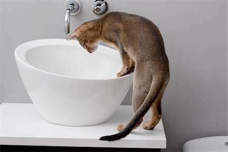 pura raza - Abyssinian Cat in Looking into Sink Foto de stock - Con derechos protegidos, Código: 700-05389495