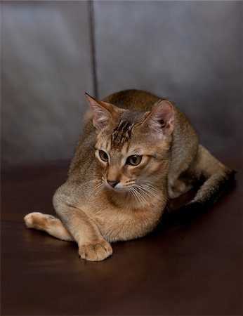 reinrassig - Porträt der Abessinier-Katze Stockbilder - Lizenzpflichtiges, Bildnummer: 700-05389497