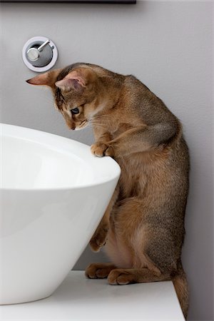 faucet in the bathroom - Abyssinian Cat Looking into Sink Stock Photo - Rights-Managed, Code: 700-05389503