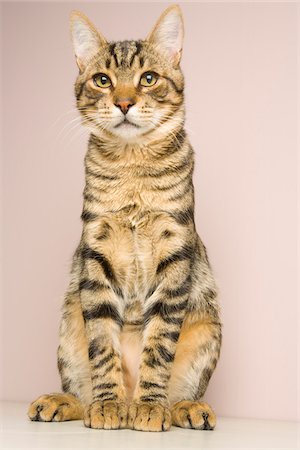 simsearch:700-05451119,k - Portrait of Striped Cat Foto de stock - Con derechos protegidos, Código: 700-05451120