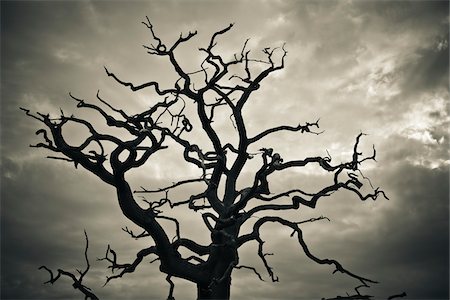 sinistro - Branches of Dead Tree Against Cloudy Sky Foto de stock - Direito Controlado, Número: 700-05452217