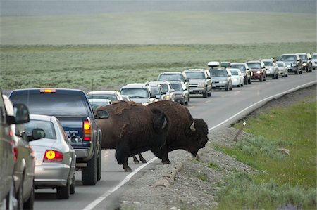 Buffalo Causing Traffic Jam, Yellowstone National Park, Wyoming, USA Fotografie stock - Rights-Managed, Codice: 700-05452225