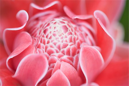 fiore dello zenzero - Close-Up of Red Ginger Lily Fotografie stock - Rights-Managed, Codice: 700-05452220