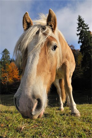 Close-Up Portrait of Horse, Elmau, Krun, Bavaria, Germany Stock Photo - Rights-Managed, Code: 700-05524256