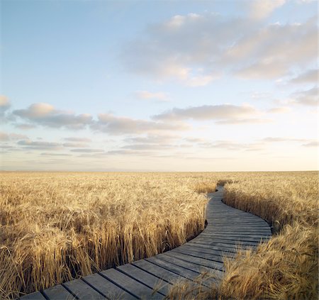 path scenic - Boardwalk Through Wheat Field, Itasca, Texas, USA Stock Photo - Rights-Managed, Code: 700-05524545