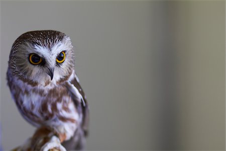 posarse - Saw-Whet Owl Foto de stock - Con derechos protegidos, Código: 700-05524667