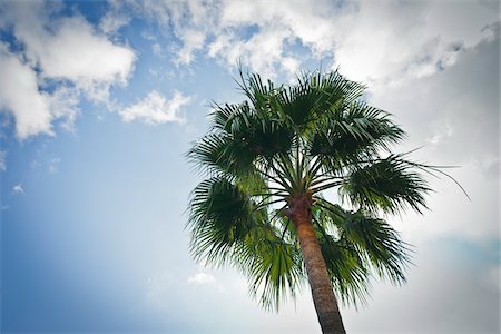 palm trees blue sky - Palm Tree, Monaco, Cote d'Azur Foto de stock - Con derechos protegidos, Código: 700-05560281