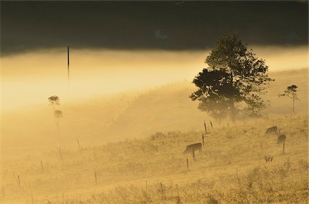 Farmland on Foggy Morning, Atherton Tableland, Queensland, Australia Foto de stock - Con derechos protegidos, Código: 700-05609693