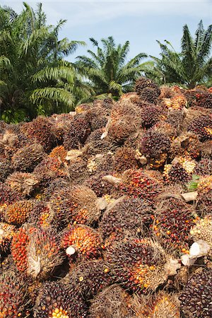 palm - Oil Palm Fruit, Lung Suan District, Chumphon Province, Thailand Stock Photo - Rights-Managed, Code: 700-05641557