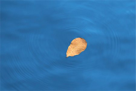 Almond Leaf Floating in Water, Thailand Foto de stock - Con derechos protegidos, Código: 700-05641552