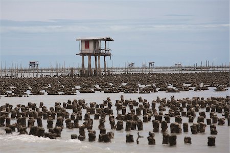 Bancs d'huîtres, zone de Ban Don, Province de Surat Thani, Thaïlande Photographie de stock - Rights-Managed, Code: 700-05641570