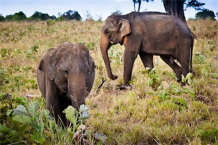 simsearch:700-05642185,k - Sri Lankan Elephants, Udawalawe National Park, Sri Lanka Foto de stock - Con derechos protegidos, Código: 700-05642167