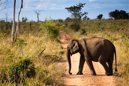 Sri Lankan Elephant Crossing Road, Udawalawe National Park, Sri Lanka Foto de stock - Con derechos protegidos, Código: 700-05642168