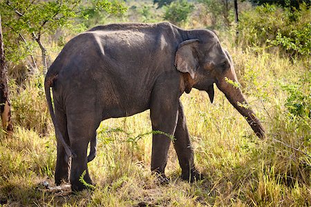 elephantidae - Sri Lankan Elephant, Udawalawe National Park, Sri Lanka Stock Photo - Rights-Managed, Code: 700-05642169