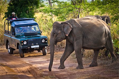 People on Safari Watching Elephants, Udawalawe National Park, Sri Lanka Foto de stock - Direito Controlado, Número: 700-05642172