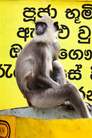 Langur Monkey, Kiri Vehera, Kataragama, Sri Lanka Foto de stock - Direito Controlado, Número: 700-05642185