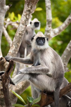 Hanuman-Langur-Affen in Kataragama, Sri Lanka, Baum, Kiri Vehera Stockbilder - Lizenzpflichtiges, Bildnummer: 700-05642186