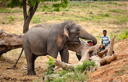 Man with Elephant, Yala National Park, Sri Lanka Foto de stock - Direito Controlado, Número: 700-05642191