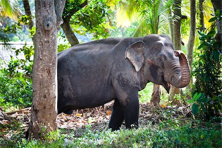 sri lankan elephant - Elephant, near Tissamaharama, Sri Lanka Stock Photo - Rights-Managed, Code: 700-05642192