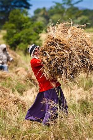 Rice Harvest, Okkampitiya Ihalagama, Sri Lanka Foto de stock - Con derechos protegidos, Código: 700-05642193