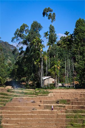 sri lankan agriculture pictures - Rice Terraces, Welimada, Sri Lanka Stock Photo - Rights-Managed, Code: 700-05642207