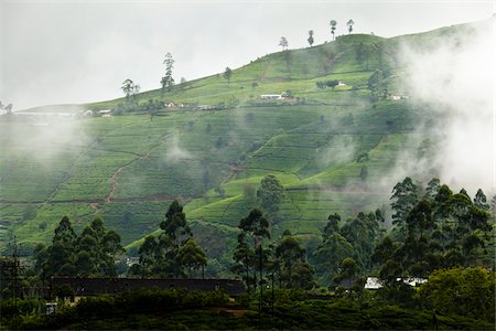 sri lankan agriculture pictures - Tea Plantation, Nanu Oya, Central Province, Sri Lanka Stock Photo - Rights-Managed, Code: 700-05642214