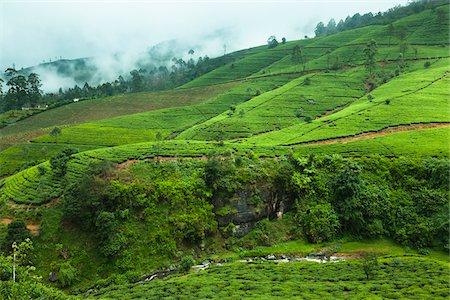 sri lankan agriculture pictures - Tea Plantation, Nanu Oya, Central Province, Sri Lanka Stock Photo - Rights-Managed, Code: 700-05642216