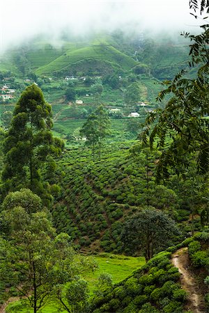 rural asia - Tea Plantation, Nanu Oya, Central Province, Sri Lanka Stock Photo - Rights-Managed, Code: 700-05642218