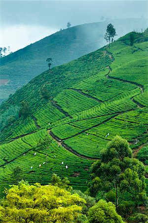 sri lankan agriculture pictures - Tea Plantation, Radella, Central Province, Sri Lanka Stock Photo - Rights-Managed, Code: 700-05642219