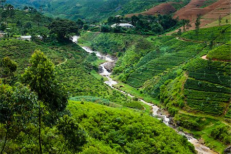 farms - Kataboola Tea Estate, Nawalapitiya, Sri Lanka Stock Photo - Rights-Managed, Code: 700-05642224