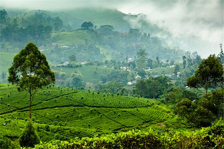 plantation (exploitation agricole) - Kataboola Tea Estate, Nawalapitiya, Sri Lanka Photographie de stock - Rights-Managed, Code: 700-05642226